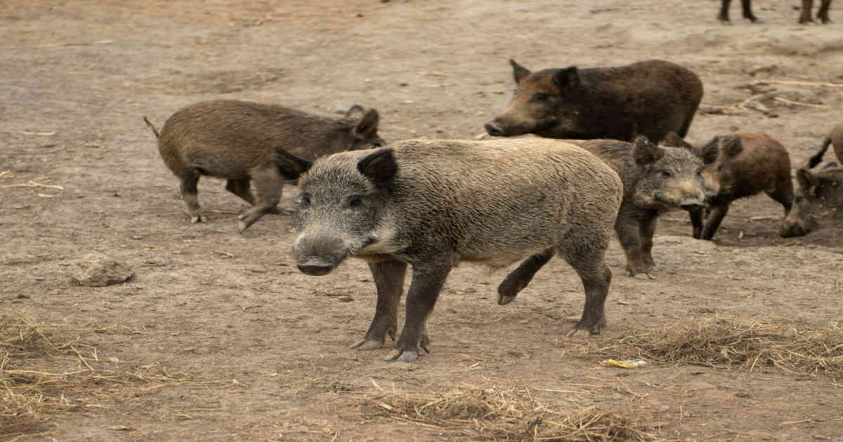 Feral pigs